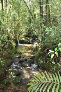 جنگلهای بارانی در کینابالو