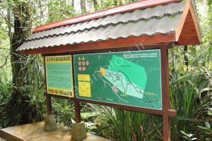 راهنمای جنگل بارانی در کینابالو