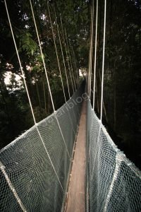 پلهای معلق در جنگلهای بارانی کینابالو
